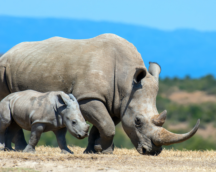 Support Rhino Conservation in South Africa